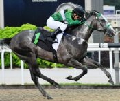 Jose Verenzuela at his last winning ride aboard Rappor on July 5.<br>Photo by Singapore Turf Club